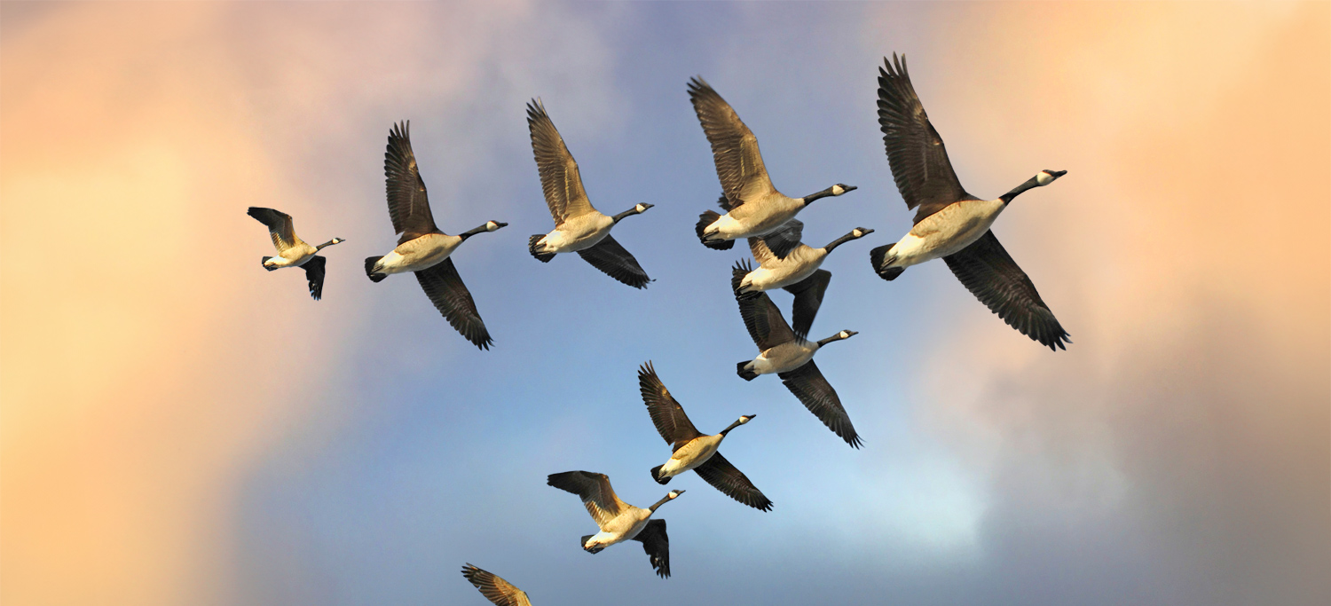 The Flying Geese Paradigm 2.0 in the Era of Deglobalization