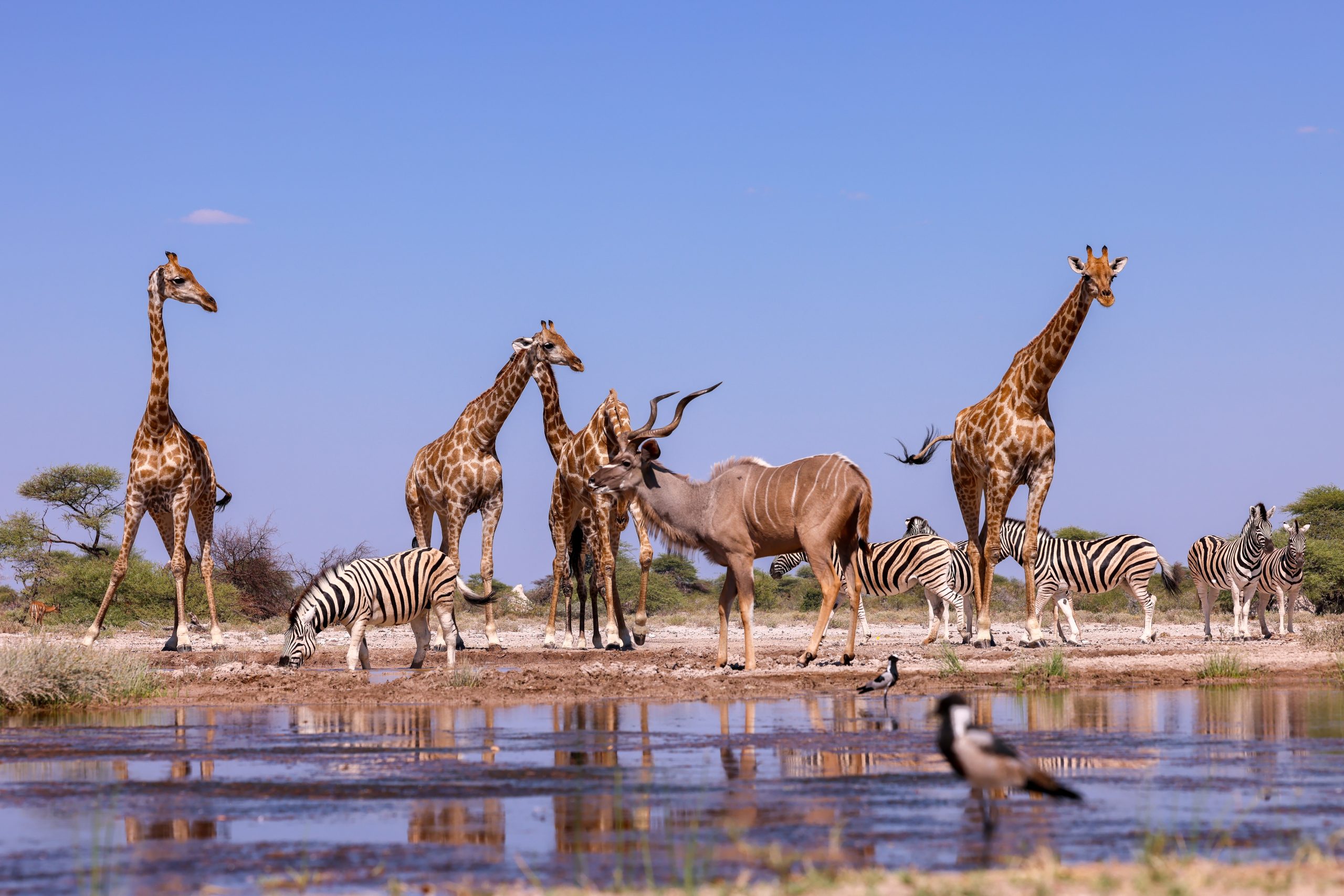 The Story of Vultures, Wolves, and Humans: Assessing the Economic Value of Biodiversity